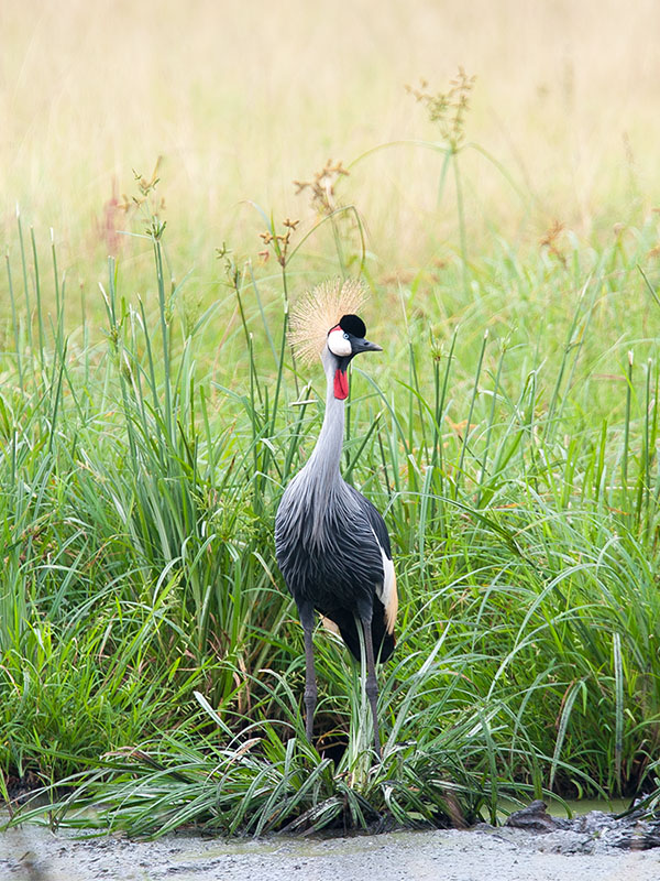 D3 Sigma 120-300/2,8 EX OS + Konv 1,4 
Freihand
