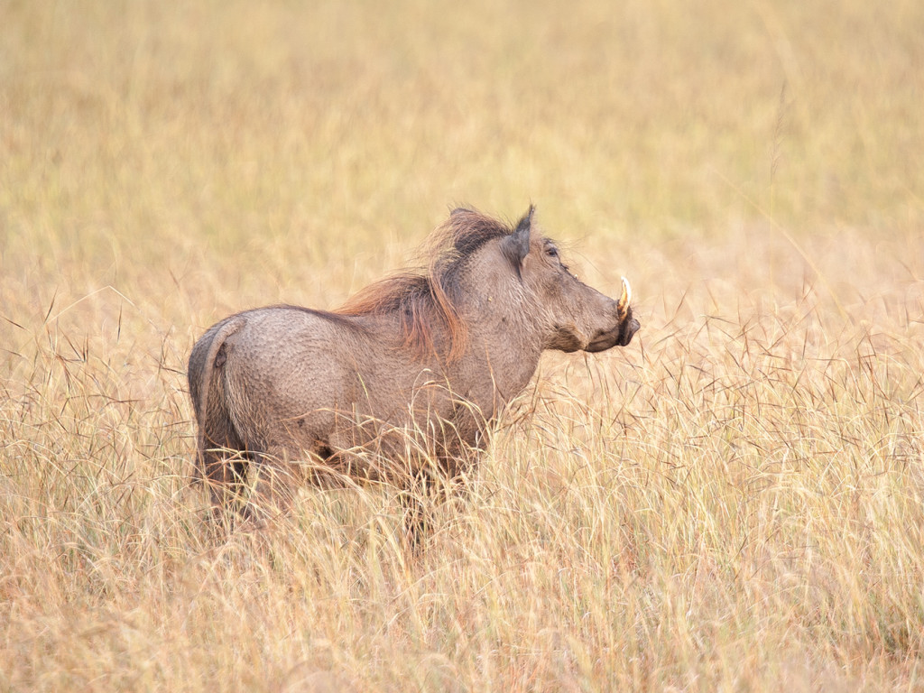 D3  Sigma 120-300/2,8 EX OS