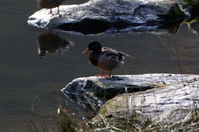 D30 08631782 Es spiegelt sich die zweite Ente im Wasser