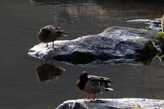 D30 08641783 Die Enten putzen sich trotz eisiger Kälte