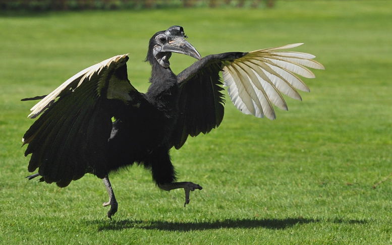 D30 7654f2:  Hornrabe; Vogelpark Walsrode