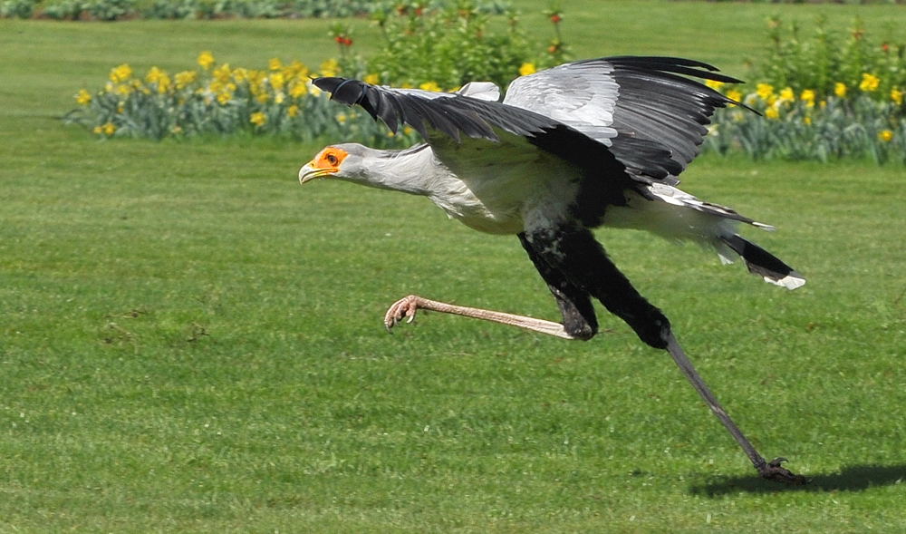 D30 7657f2: Sekretär; Vogelpark Walsrode