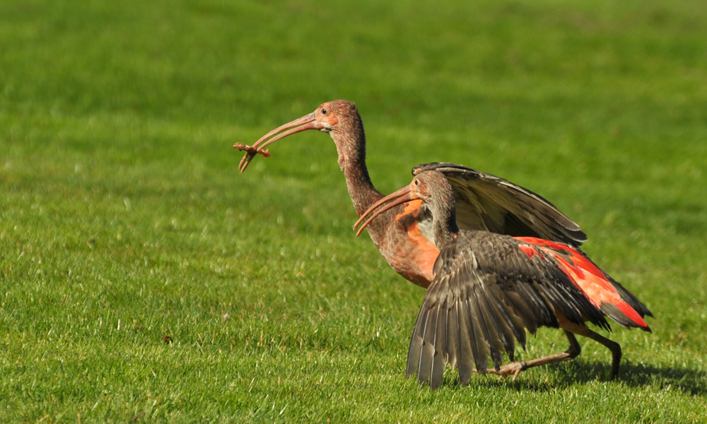 D30 7679f: Rote Ibisse; Vogelpark Walsrode