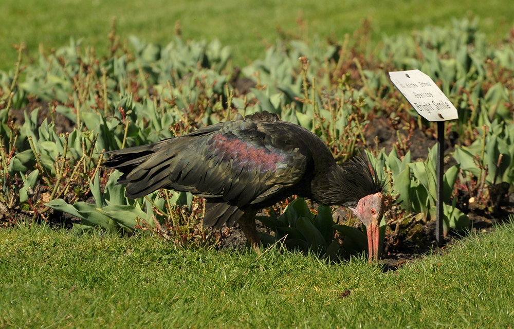 D30 7687f: Waldrapp im Blumenbeet; Vogelpark Walsrode