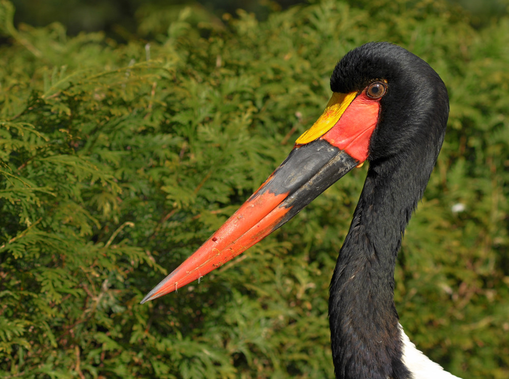 D30 7702f:  Sattelstorch; Vogelpark Walsrode