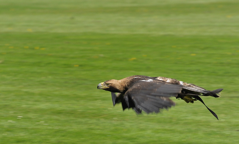 D30 8189a f: Kaiseradler, Vogelpark Walsrode