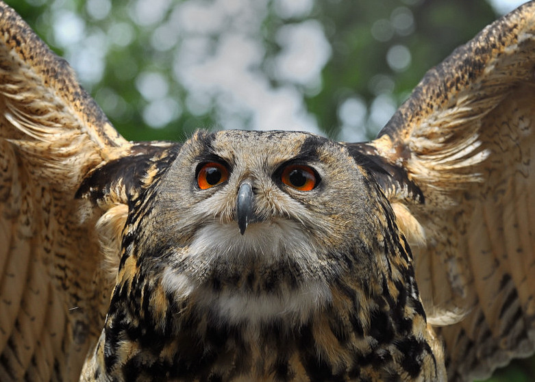 D30 8262a f:  Uhu, Vogelpark Walsrode