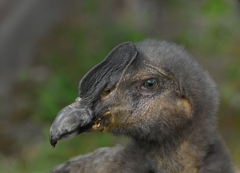 D30 8272a f:  Großer Kondor, juv., Vogelpark Walsrode