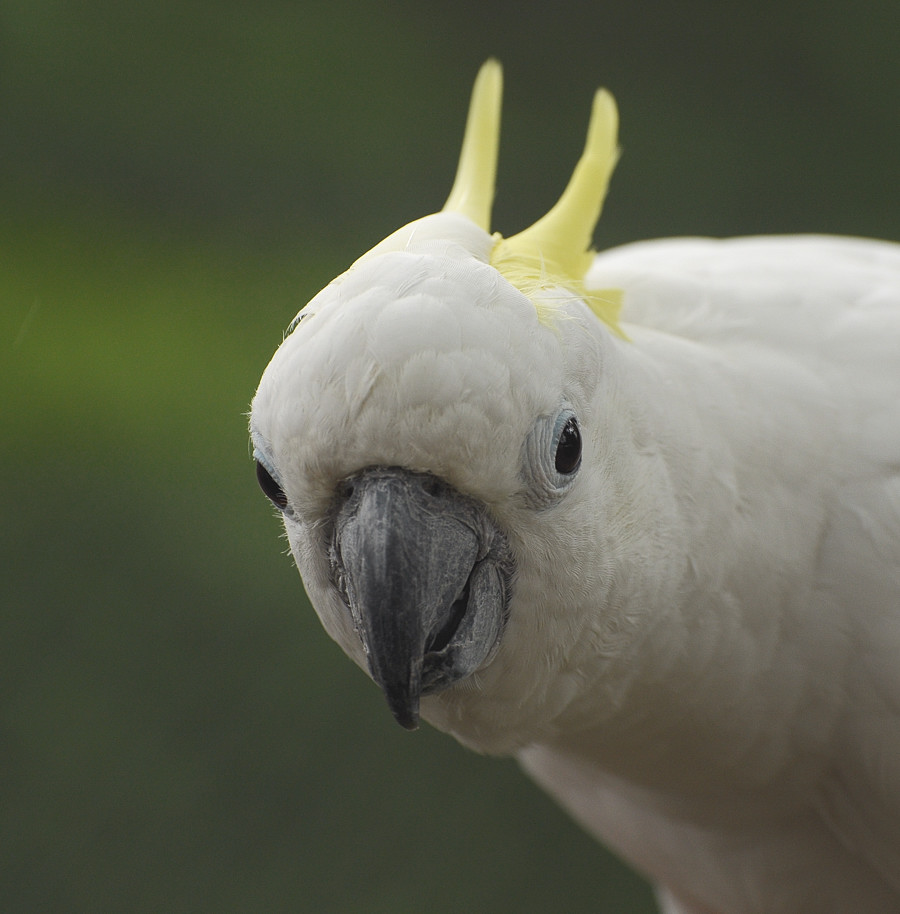 D30 8297af:  Gelbhaubenkakadu, Vogelpark Walsrode