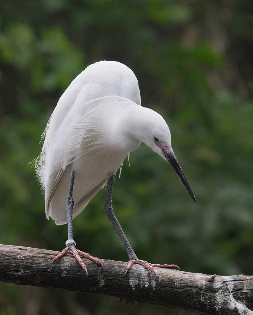 D30 8327a f: Seidenreiher