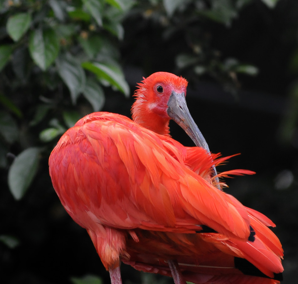 D30 8345a f:  Scharlachibis, Vogelpark Walsrode