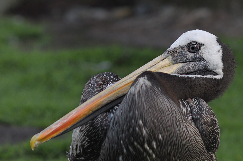 D30 8431a f:  Brauner Pelikan, Vogelpark Walsrode