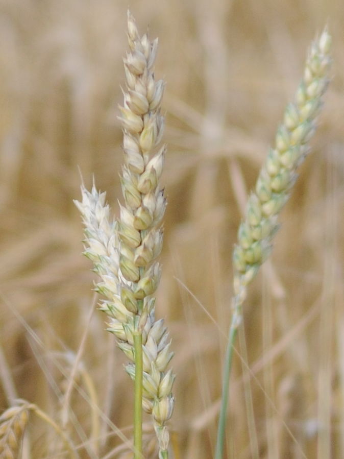 D30 9333 crop