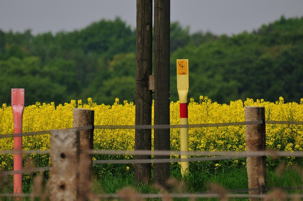 D300 200 500  DSC 0938