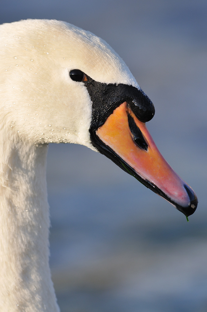 D300
TC-17E II
f/4.8
ISO 200
1/640s

Freihand abgestützt
