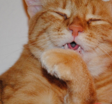 D3000 - meine Katze ist nicht ganz so kräftig gezeichnet.
