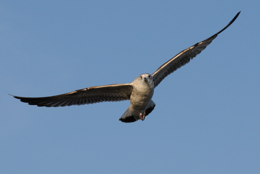 D300S Nikon 70-200 2.8 VR2 190mm 1:9 1/2000 ISO800
(Bearbeitet mit NX2)2136