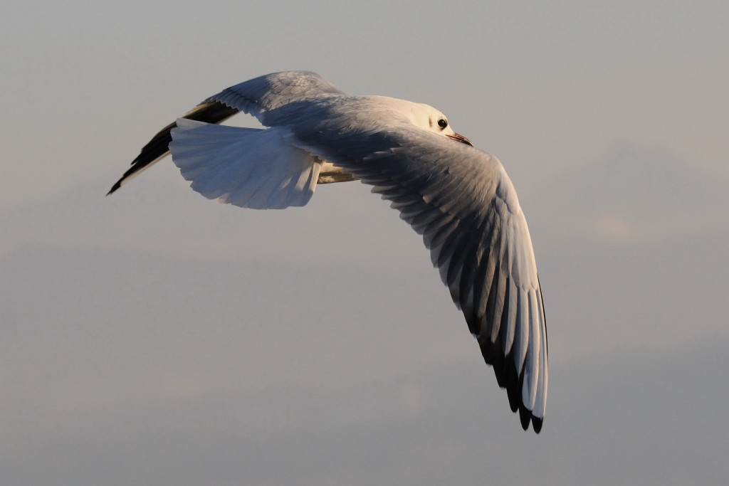 D300S Nikon 70-200 VR2 2.8 
ISO800 190mm 7/2000 1:9
(Bild mit Nikon NX2 bearbeitet)2197
