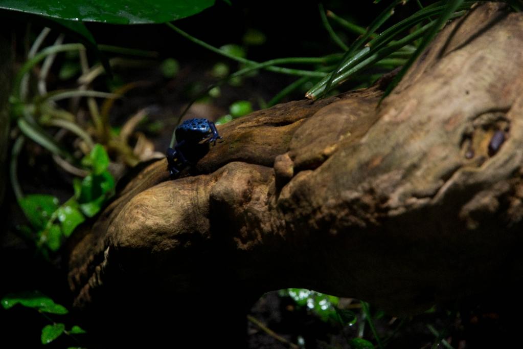 D3100 70-300mm f/4.5-5.6g af-s vr