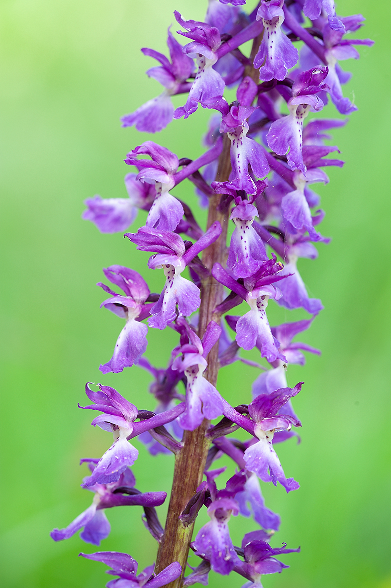 D3_RB152467_DSC1163_13x20.jpg