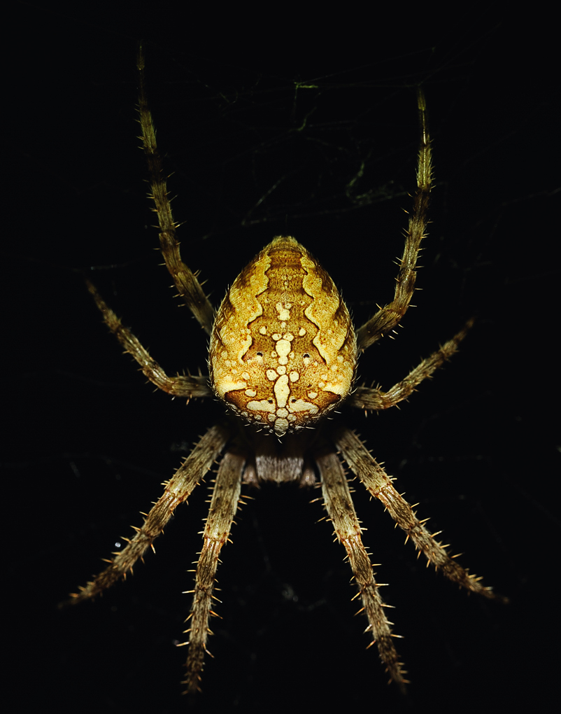 D3C 4815