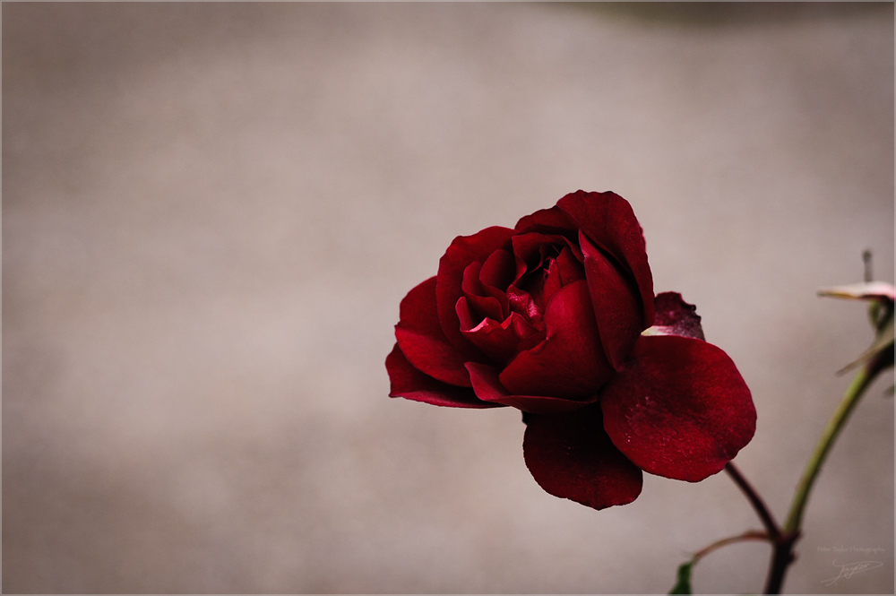 D3H 6914 web