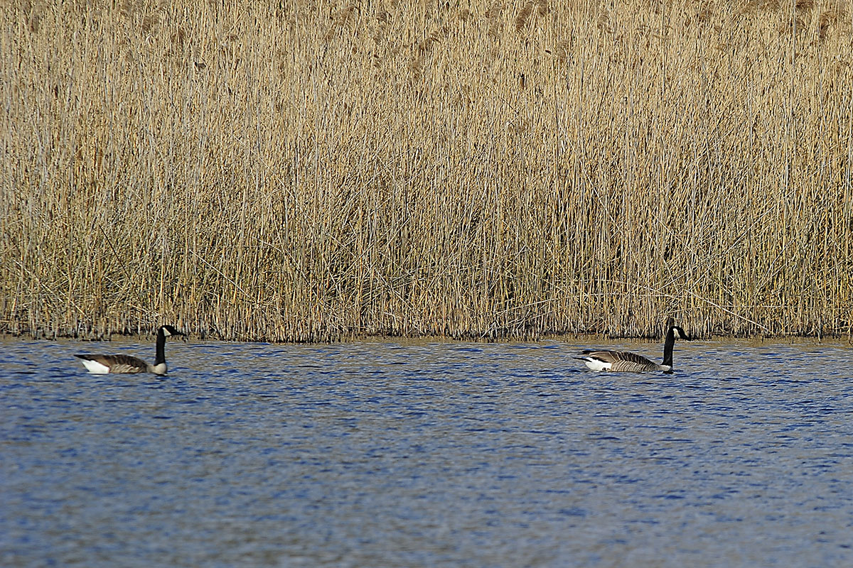 D3S9134Axl
Nikkor AF 300/2.8 + Sigma TK 1.4x EX