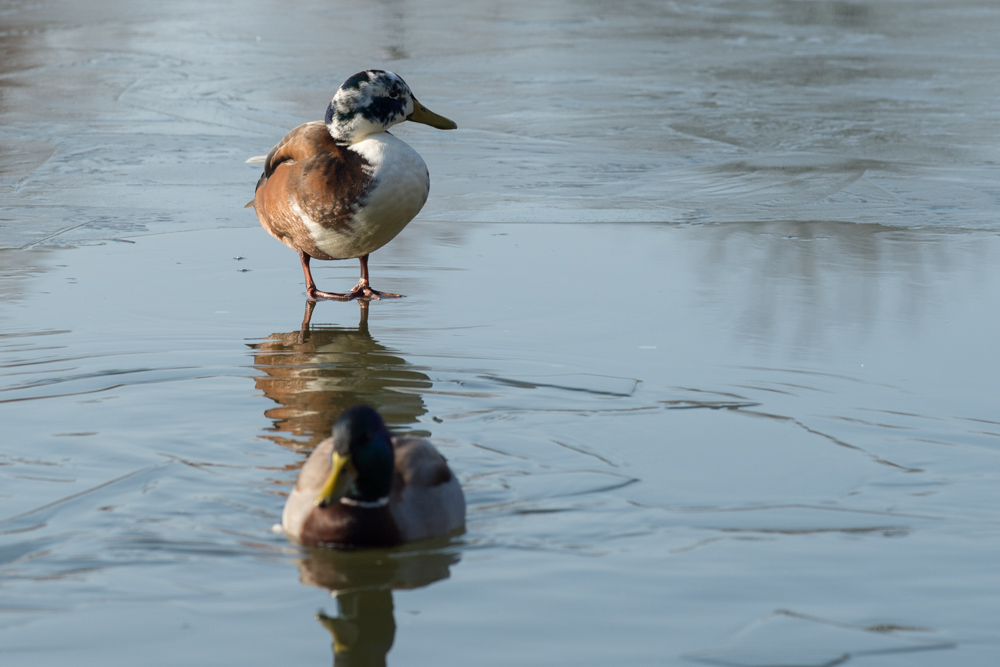D4 + Zeiss ZF.2 135mm