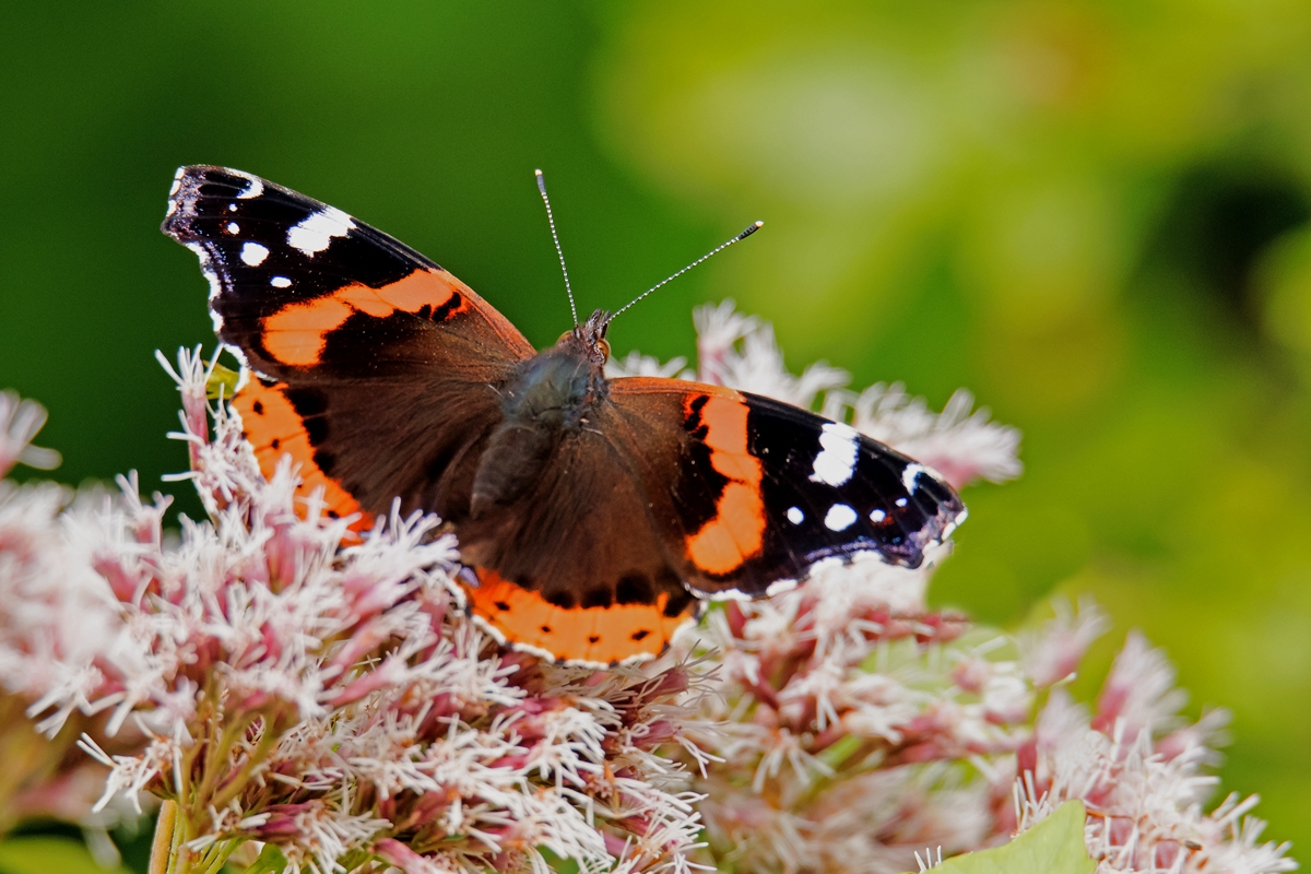 D50 0120_Admiral_ II 8 2016