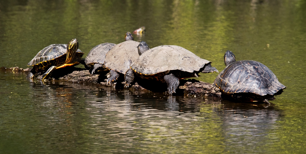 D50 0275 Schildkröten Kombo IA 4 2017