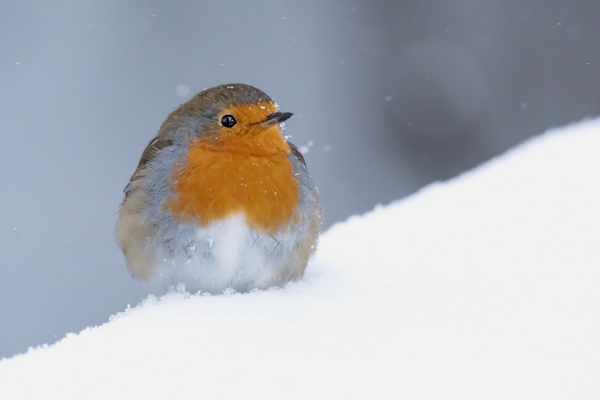 D50 0374 Schneekehlchen IA 2 2018