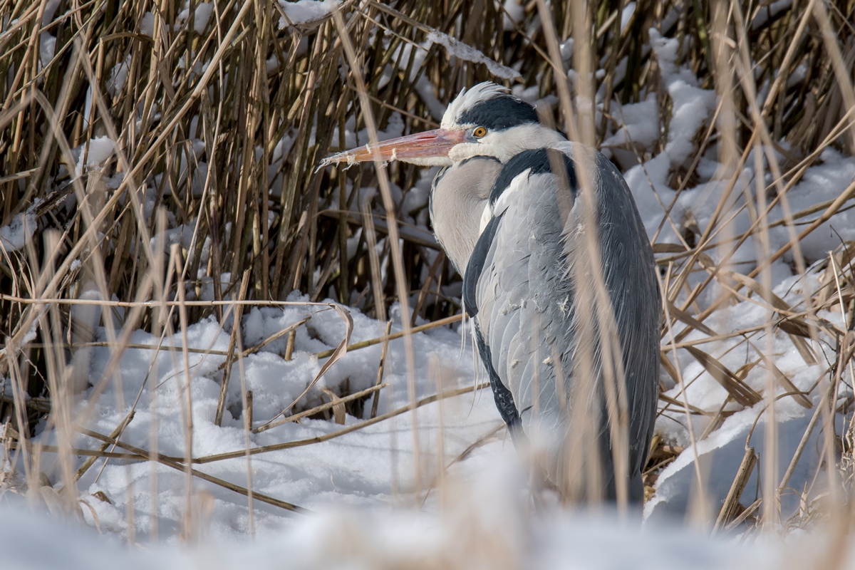 D50 0453 frierender Graureiher im Schilf IA 2 2018