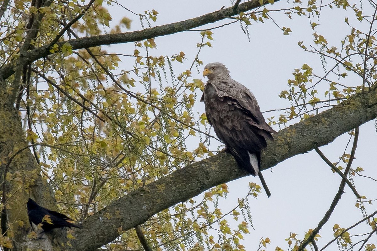 D50 0497 die Krähe fest im BlickIA DN 5 2017