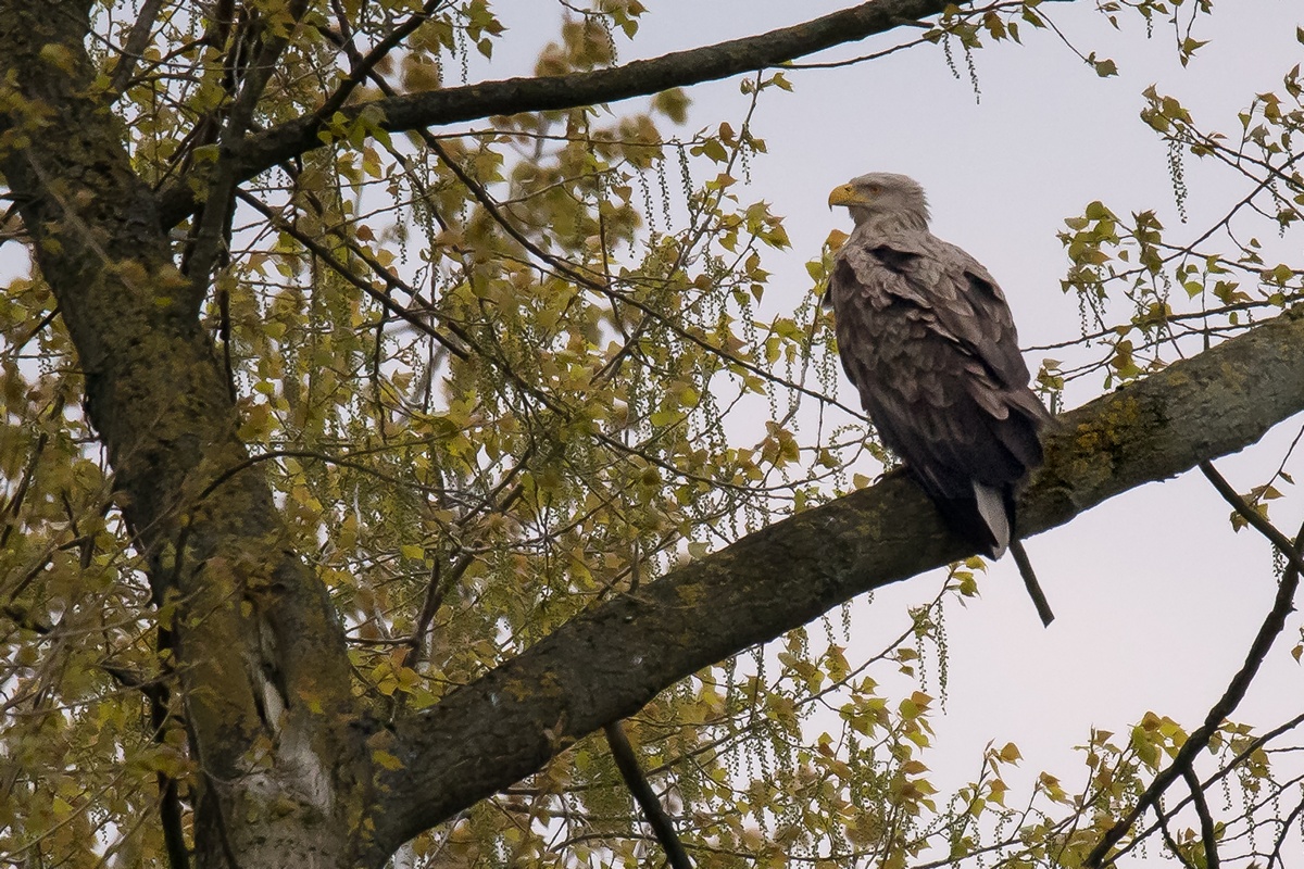 D50 0503 Ein schöner Vogel IA 5 2017