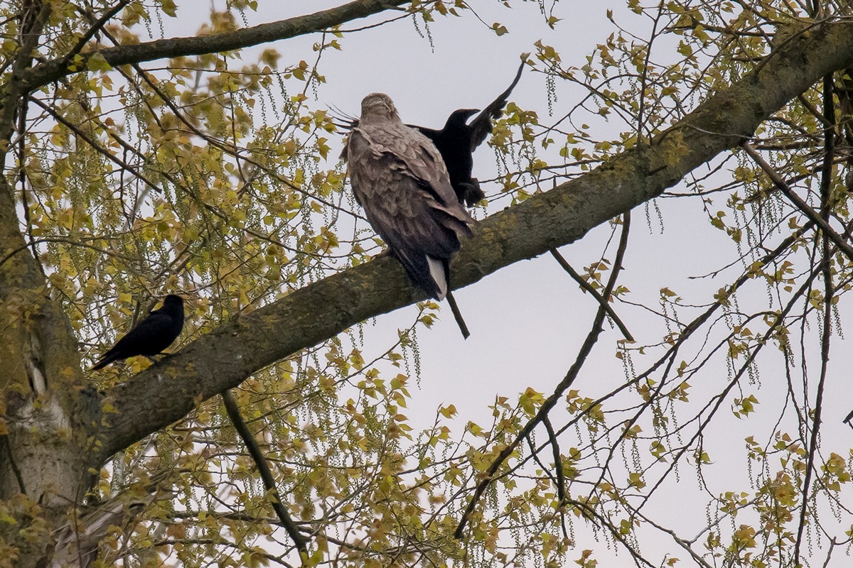 D50 0510 Krähenalarm Adler nimmts gelassenIA5 2017