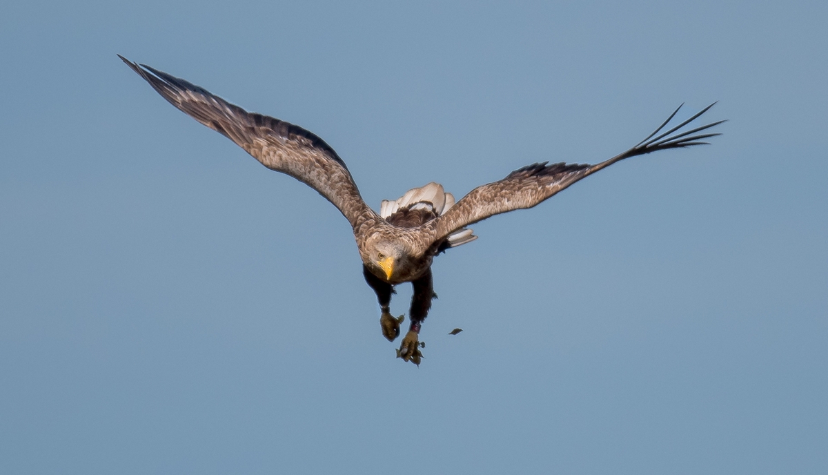 D50 0817 Landeanflug IA 5 2017