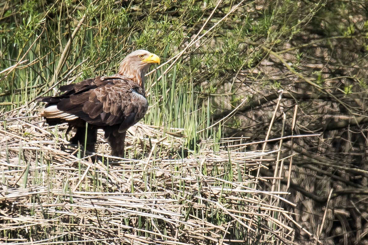 D50 0828 stolzer Adler im SchilfIA 5 2017