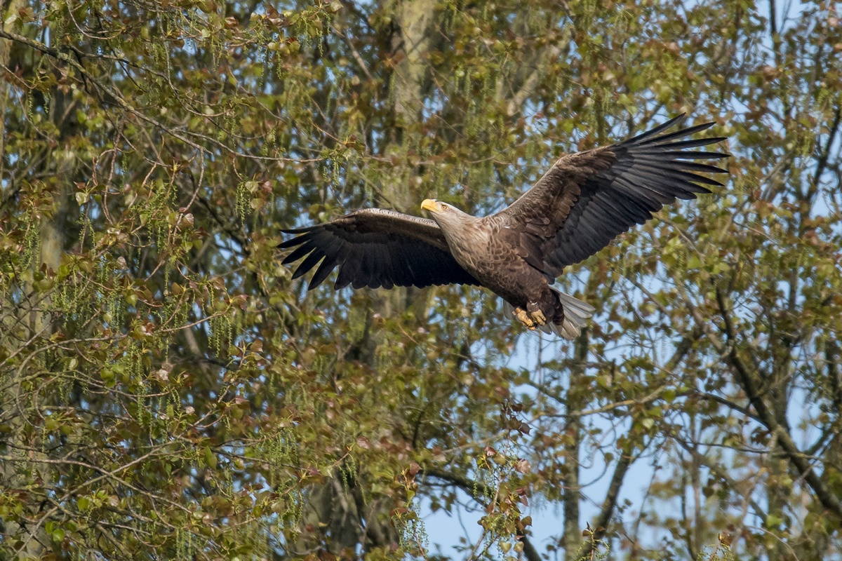 D50 0980 Im Anflug auf Baum IA 5 2017