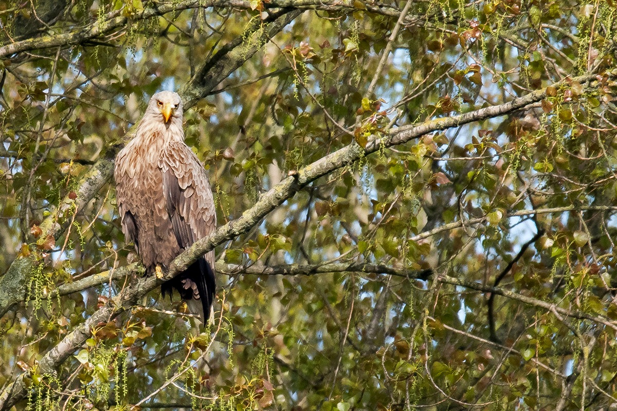 D50 0995 habe Euch schon entdecktIIA 5 2017