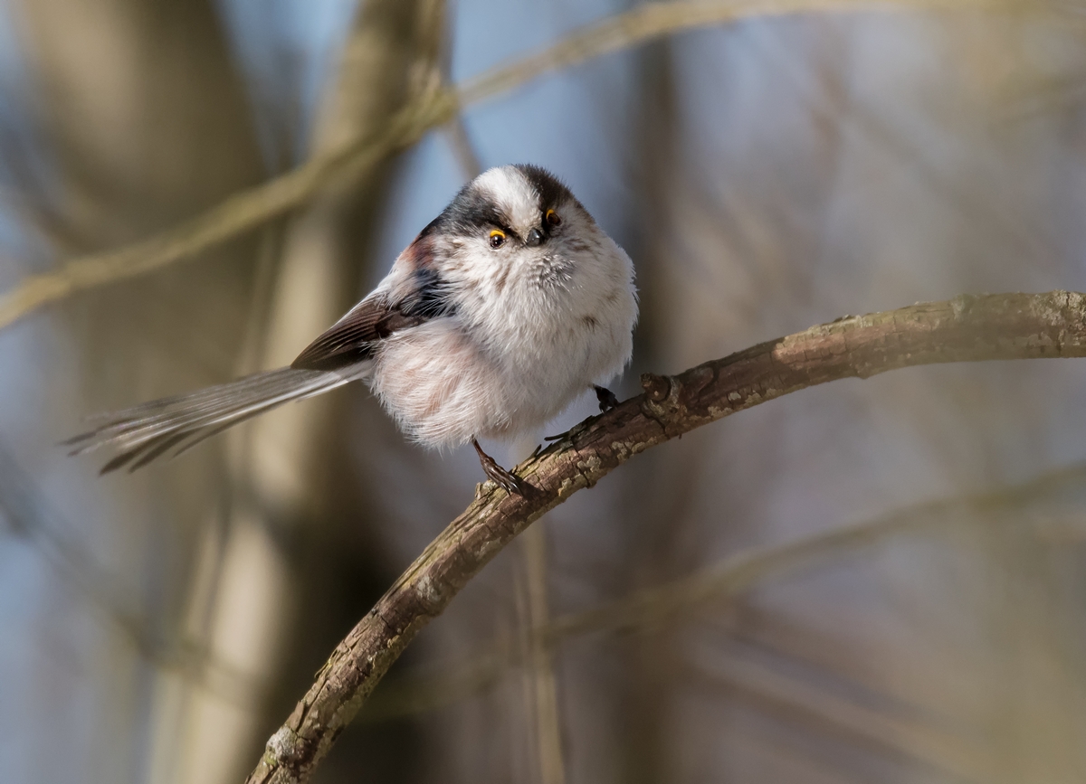 D50 1173 neugierige Schwanzmeise IA 3 2018