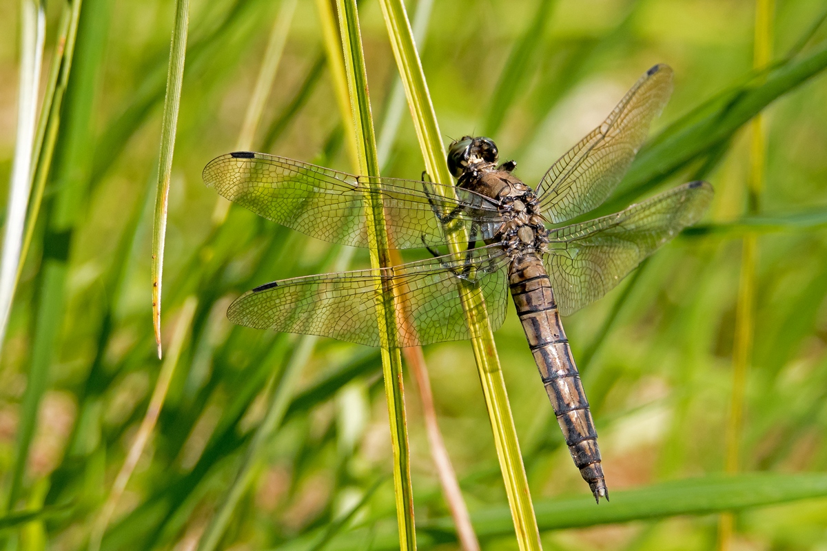 D50 1210 schwarze Libelle IIA 8 2016