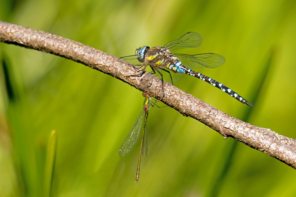 D50 1216 Libellentreffen II B 8 2016