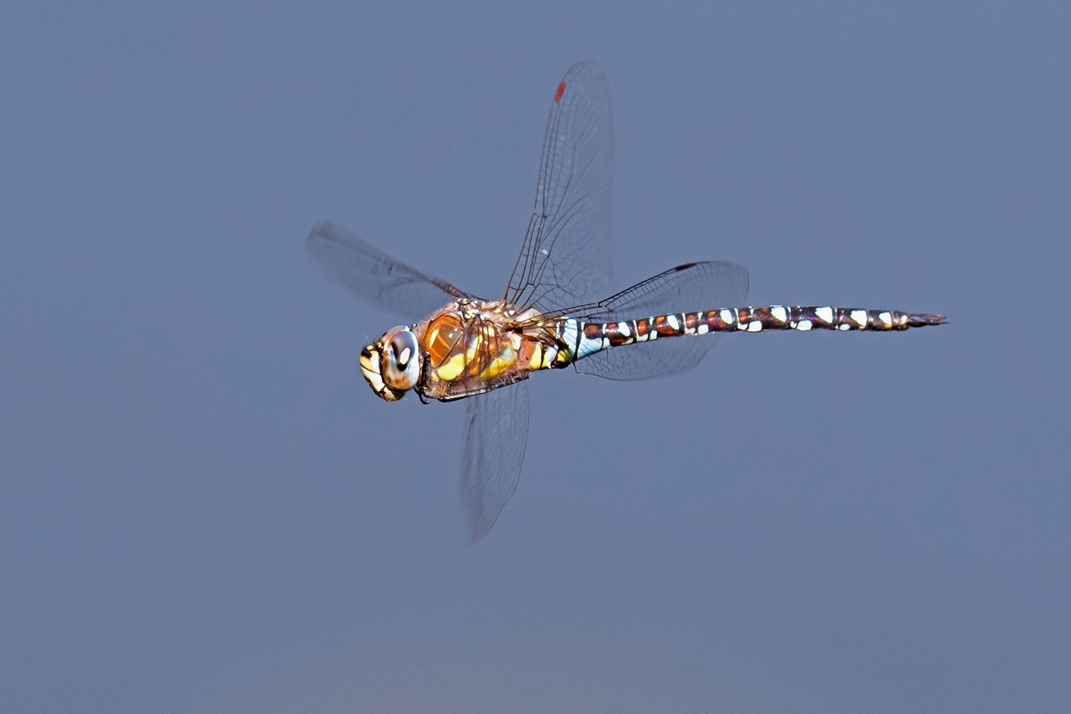 D50 1254 Vorbeiflug III C 8 2016