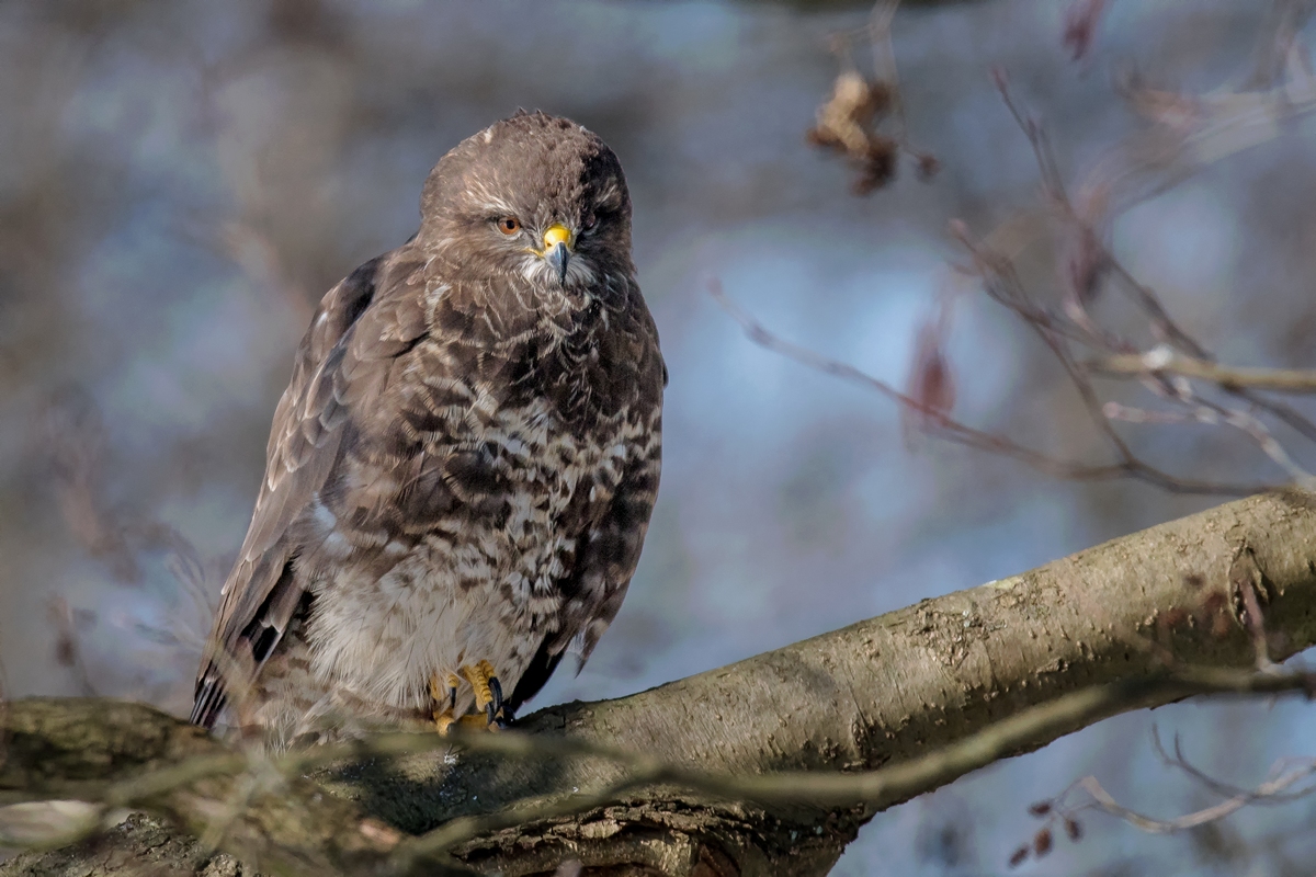 D50 1308 BNussard im Baum IA 3 2018