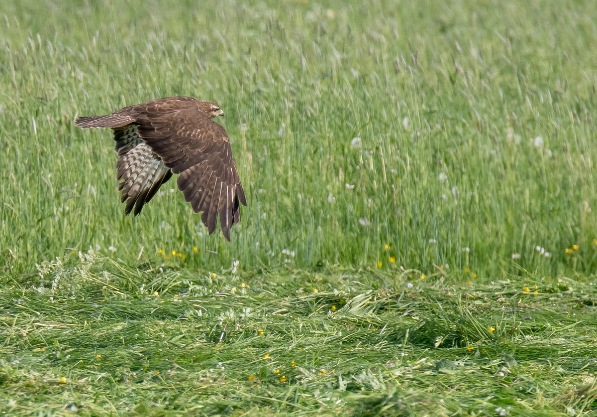 D50 1697 Wiesenbussard IA 5 2017