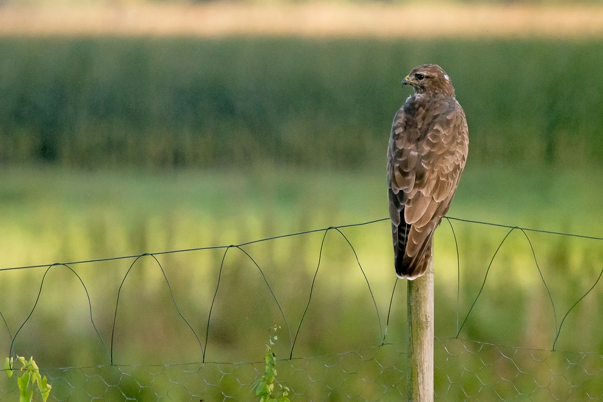 D50 1809 Bussard schaut in die Ferne IA 9 2016