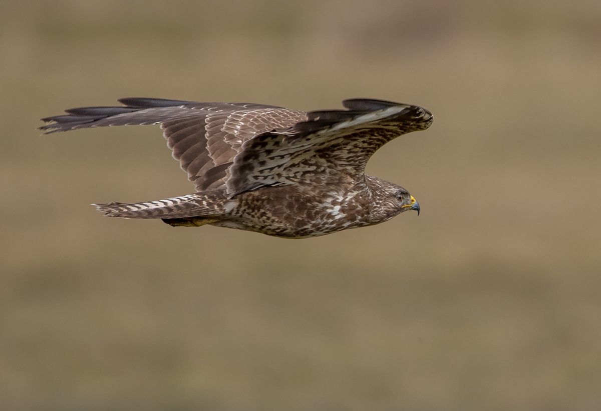 D50 1995 Bussard Bodennah VA 3 2018