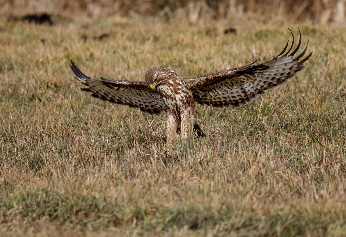 D50 2026 Bussard hat Beute im Blick IA 3 2018