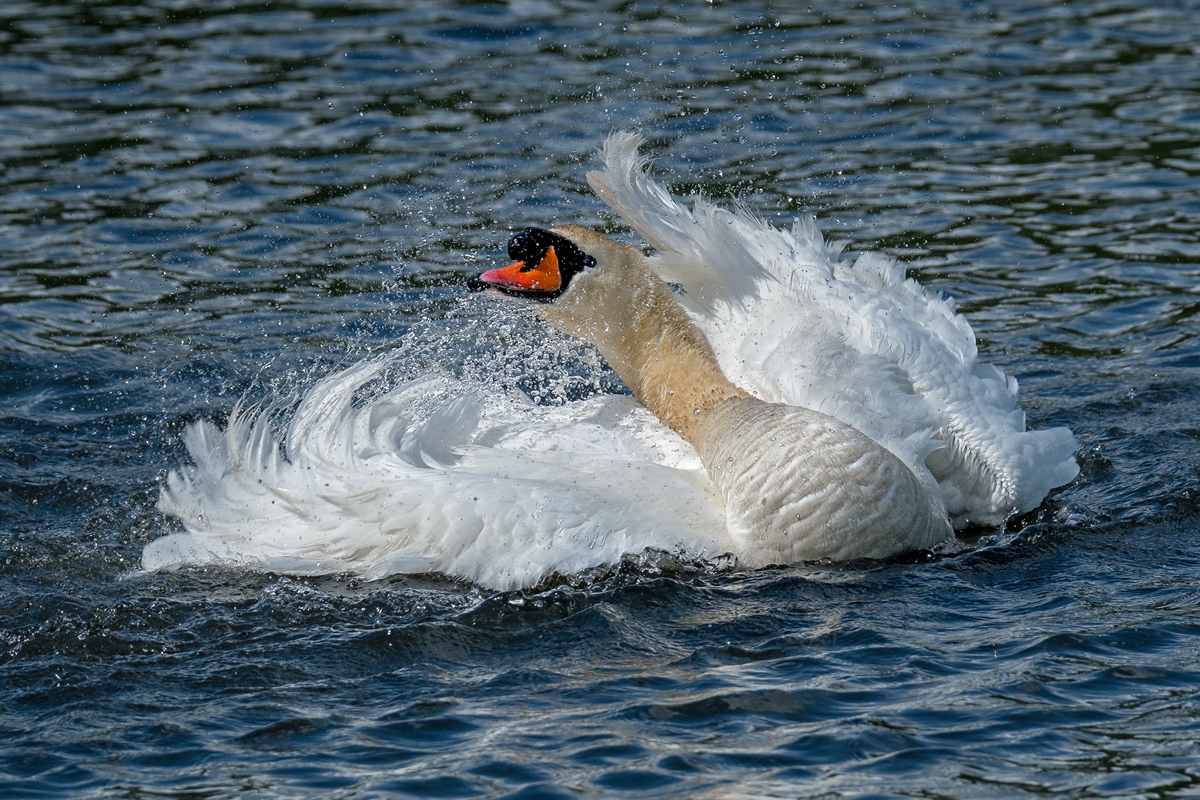 D50 2066 Badezeit bei Schwans IA 5 2017