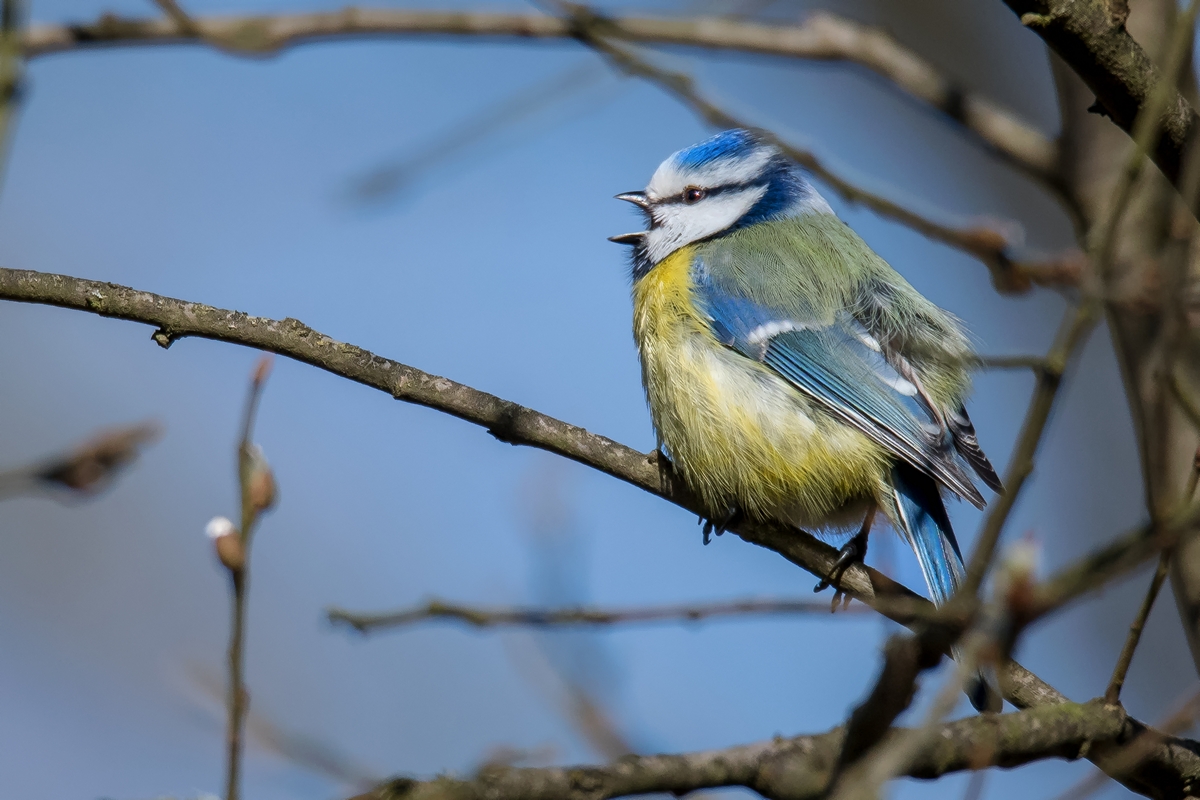 D50 2108 Blaumeise IA 3 2018